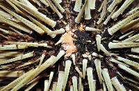 梅氏長海膽藏品圖，第2張