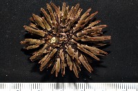 梅氏長海膽藏品圖，第7張
