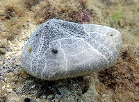 心形海壺藏品圖，第3張
