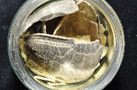 心形海壺藏品圖，第5張