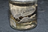 心形海壺藏品圖，第8張