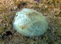 心形海壺藏品圖，第3張