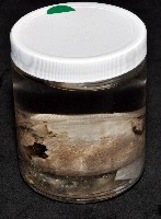 心形海壺藏品圖，第5張