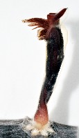 外藤壺藏品圖，第4張