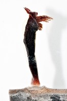 外藤壺藏品圖，第5張