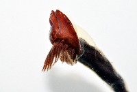 外藤壺藏品圖，第6張