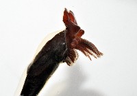 外藤壺藏品圖，第7張