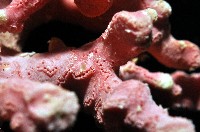 未知種側孔珊瑚藏品圖，第5張