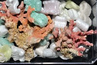 未知種側孔珊瑚藏品圖，第7張