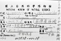未知種側孔珊瑚藏品圖，第8張