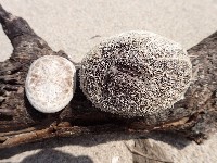 網楯海膽藏品圖，第1張