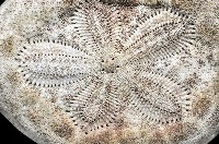 網楯海膽藏品圖，第3張