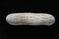網楯海膽藏品圖，第7張