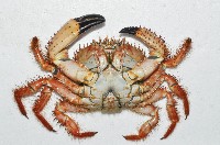 武裝深海蟹藏品圖，第4張