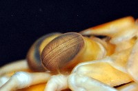 大指蝦蛄藏品圖，第5張