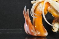 大指蝦蛄藏品圖，第7張