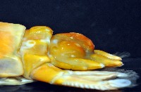 大指蝦蛄藏品圖，第11張