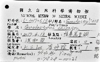 大指蝦蛄藏品圖，第12張