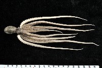 新種章魚TW45藏品圖，第1張