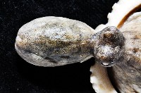 新種章魚TW45藏品圖，第2張