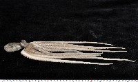 新種章魚TW45藏品圖，第3張