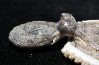 新種章魚TW45藏品圖，第4張