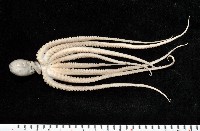 新種章魚TW45藏品圖，第5張