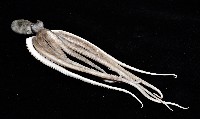 新種章魚TW45藏品圖，第6張