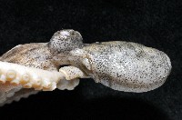 新種章魚TW45藏品圖，第8張