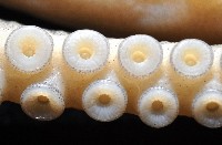 新種章魚TW45藏品圖，第11張