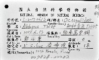新種章魚TW45藏品圖，第12張