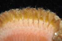 粗糙雙指鱗蟲藏品圖，第5張