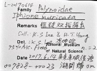 粗糙雙指鱗蟲藏品圖，第8張