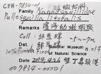濱海幼嫩蝦蛄藏品圖，第8張