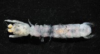 濱海幼嫩蝦蛄藏品圖，第2張