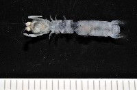 濱海幼嫩蝦蛄藏品圖，第3張