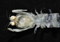 濱海幼嫩蝦蛄藏品圖，第4張