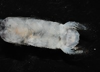 濱海幼嫩蝦蛄藏品圖，第5張