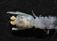 濱海幼嫩蝦蛄藏品圖，第6張