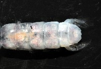 濱海幼嫩蝦蛄藏品圖，第7張