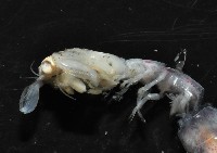 濱海幼嫩蝦蛄藏品圖，第8張