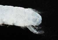 濱海幼嫩蝦蛄藏品圖，第4張