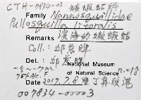 濱海幼嫩蝦蛄藏品圖，第11張