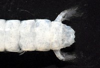 濱海幼嫩蝦蛄藏品圖，第5張