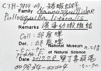 濱海幼嫩蝦蛄藏品圖，第12張