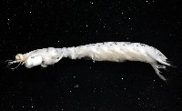 豹斑幼嫩蝦蛄藏品圖，第6張