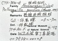 豹斑幼嫩蝦蛄藏品圖，第11張