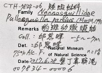 豹斑幼嫩蝦蛄藏品圖，第11張