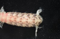 豹斑幼嫩蝦蛄藏品圖，第6張