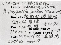 豹斑幼嫩蝦蛄藏品圖，第11張